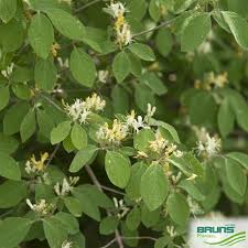 Attēlu rezultāti vaicājumam “Lonicera xylosteum bud”