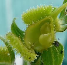 Attēlu rezultāti vaicājumam “Cynoglossum officinale fruit”