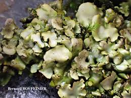 Attēlu rezultāti vaicājumam “Dermatocarpon luridum”