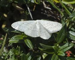 Attēlu rezultāti vaicājumam “Scopula floslactata imago”