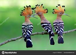 Attēlu rezultāti vaicājumam “Upupa epops”