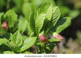 Attēlu rezultāti vaicājumam “Scopolia carniolica leaf”