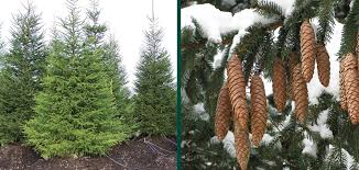 Attēlu rezultāti vaicājumam “Picea abies fruit”