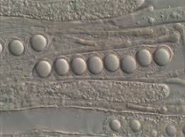 Attēlu rezultāti vaicājumam “Helvella acetabulum”