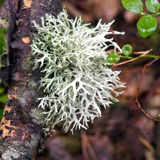 Attēlu rezultāti vaicājumam “Evernia prunastri”