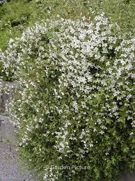 Attēlu rezultāti vaicājumam “Philadelphus lemoinei flower”
