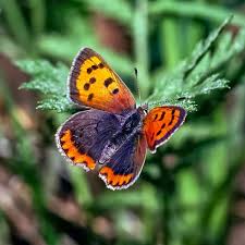 Attēlu rezultāti vaicājumam “Lycaena phlaeas male”