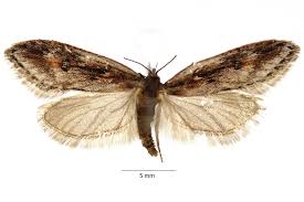 Attēlu rezultāti vaicājumam “Semioscopis avellanella”