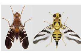 Attēlu rezultāti vaicājumam “Tephritidae”