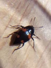 Attēlu rezultāti vaicājumam “Scaphidium quadrimaculatum”