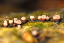 Attēlu rezultāti vaicājumam “Cudoniella clavus”