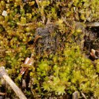 Attēlu rezultāti vaicājumam “Isopaches bicrenatus”