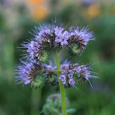 Attēlu rezultāti vaicājumam “Phacelia tanacetifolia”