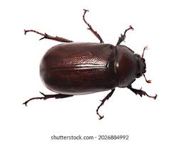 Attēlu rezultāti vaicājumam “Aphodius sp.”