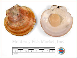 Image result for Placopecten magellanicus