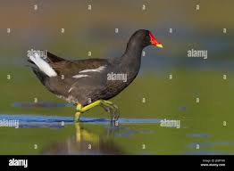 Attēlu rezultāti vaicājumam “Gallinula chloropus adult”