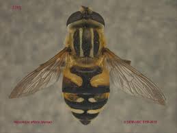 Attēlu rezultāti vaicājumam “Helophilus sp.”