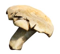 Attēlu rezultāti vaicājumam “Hydnum repandum”