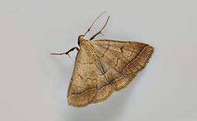 Attēlu rezultāti vaicājumam “Zanclognatha tarsipennalis”