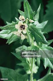 Attēlu rezultāti vaicājumam “Hyoscyamus niger flower”