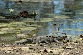 Image result for Crocodylus acutus