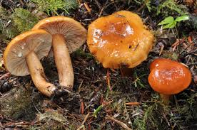 Attēlu rezultāti vaicājumam “Lactarius”