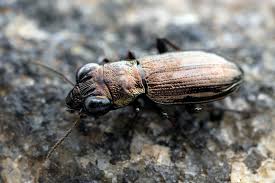 Attēlu rezultāti vaicājumam “Notiophilus palustris”