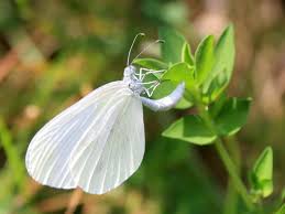 Attēlu rezultāti vaicājumam “Leptidea sinapis underside”