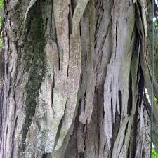 Attēlu rezultāti vaicājumam “Carya ovata”