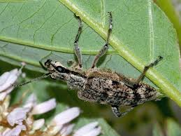 Attēlu rezultāti vaicājumam “Rhagium inquisitor”