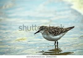 Attēlu rezultāti vaicājumam “Calidris minuta”