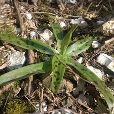 Attēlu rezultāti vaicājumam “Orchis mascula leaf”