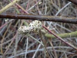 Attēlu rezultāti vaicājumam “Cribraria rubiginosa stalked”