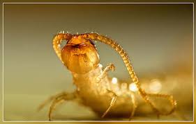 Attēlu rezultāti vaicājumam “Lithobius forficatus”