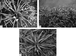 Attēlu rezultāti vaicājumam “Stratiotes aloides”