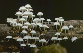 Attēlu rezultāti vaicājumam “Mycena”