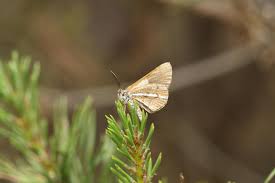 Attēlu rezultāti vaicājumam “Bupalus piniaria male”