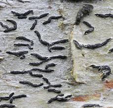 Attēlu rezultāti vaicājumam “Graphis scripta”