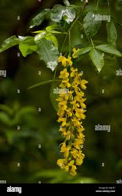 Attēlu rezultāti vaicājumam “Laburnum alpinum leaf”