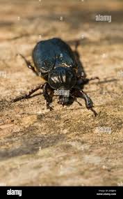 Attēlu rezultāti vaicājumam “Osmoderma barnabita”