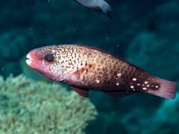 Image result for Chlorurus sordidus