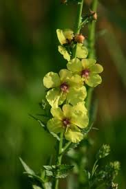 Image result for Verbascum blattaria