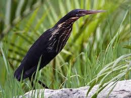 「タカスギ・サブロウタ」の画像検索結果