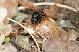 Attēlu rezultāti vaicājumam “Osmia bicolor”