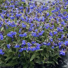 Attēlu rezultāti vaicājumam “Pulmonaria angustifolia flower”