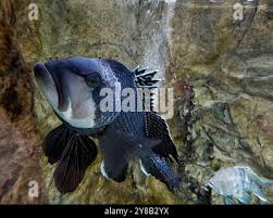 Image result for Centropristis striata