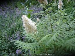 Attēlu rezultāti vaicājumam “Sorbaria sorbifolia flower”