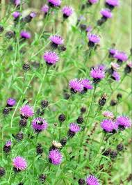 Image result for Centaurea nigra