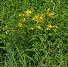 Image result for Hypericum perforatum
