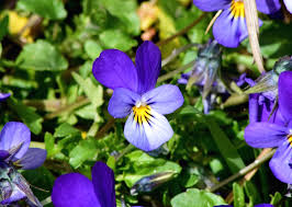 Attēlu rezultāti vaicājumam “Viola tricolor subsp. curtisii bud”